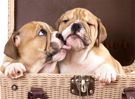 H-101 PERRITOS