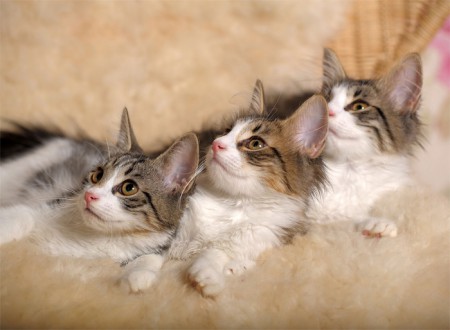 H-102 PEQUEÑOS FELINOS