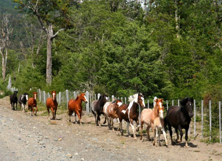 H-122 CABALLOS SALVAJES