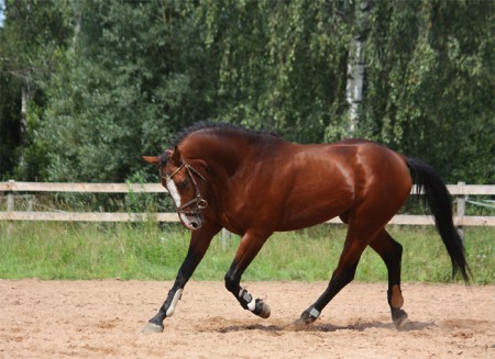 H-123 CABALLO