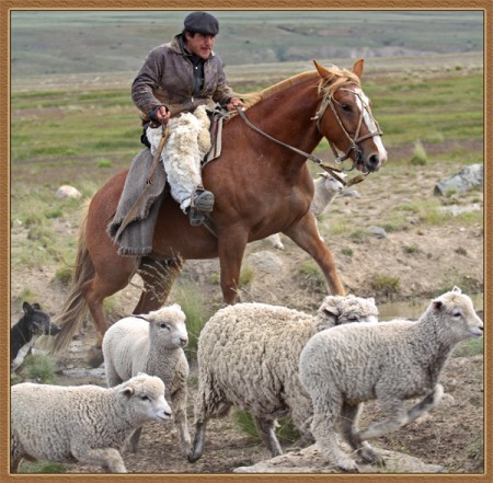 L-563 Gaucho