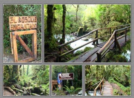 H-181 BOSQUE ENCANTADO