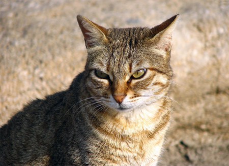 H-212 GATO
