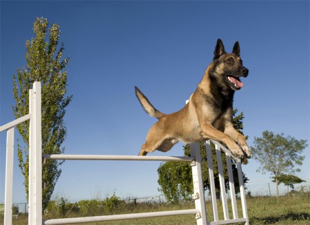 H-214 PERRO