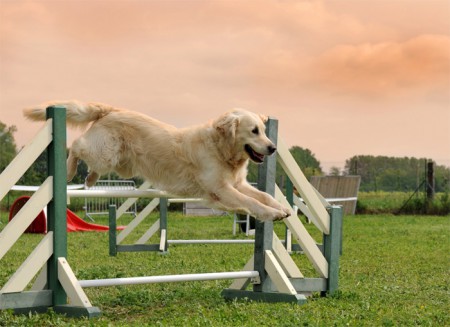 H-215 PERRO