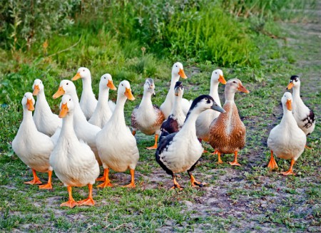 H-218 PATOS