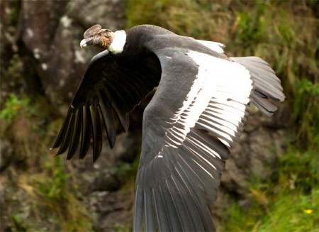 H-219 CONDOR