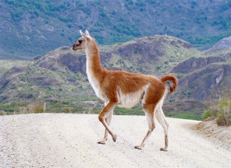 H-245 GUANACO