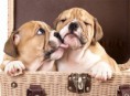 /album/quinto-varios/h-101-perritos-jpg/