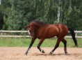 /album/quinto-varios/h-123-caballo-jpg/