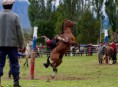 /album/quinto-xi-region/h-106-jineteada-jpg/