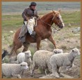 /album/octavo-xi-region/l-563-gaucho-jpg/