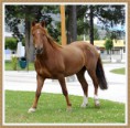 /album/octavo-varios1/l-534-caballo-jpg1/