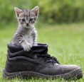 /album/octavo-varios1/l-605-gato-rf-jpg1/