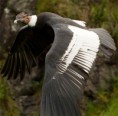 /album/octavo-varios1/l-608-condor-rf-jpg1/
