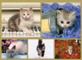 /album/quinto-varios/h-213-gatos-jpg/