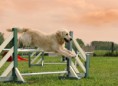 /album/quinto-varios/h-215-perro-rf-jpg/