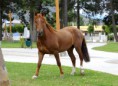 /album/quinto-varios/h-216-caballo-jpg/
