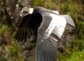 /album/quinto-varios/h-219-condor-rf-jpg/