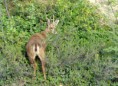 /album/quinto-varios/h-220-huemul-jpg/