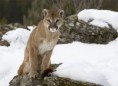 /album/quinto-varios/h-225-puma-jpg/