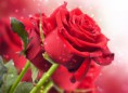 /album/quinto-varios/h-228-rosa-roja-jpg/