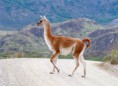 /album/quinto-xi-region/h-245-guanaco-jpg/