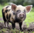 /album/octavo-varios1/l-690-cerdito-jpg/